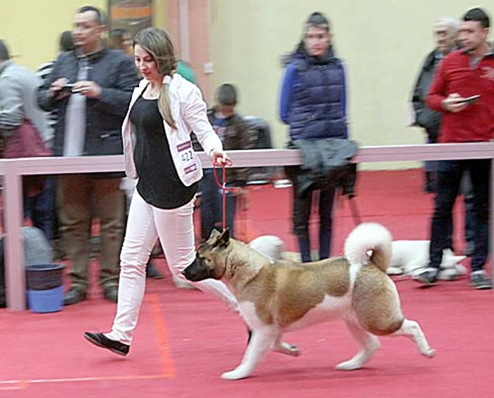 Patrupedele au fost admirate de vizitatori şi notate de juriu