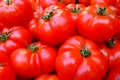 tomatoes 5356 1280 jpg