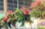 4 planta aeriana shutterstock 1812854101 jpg jpeg