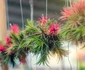 4 planta aeriana shutterstock 1812854101 jpg jpeg