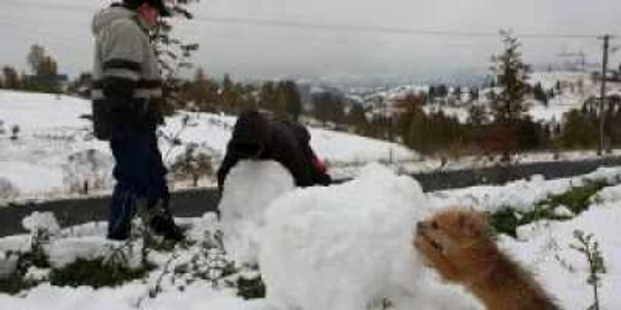 Braşov: Câinele care face un om de zăpadă (VIDEO)