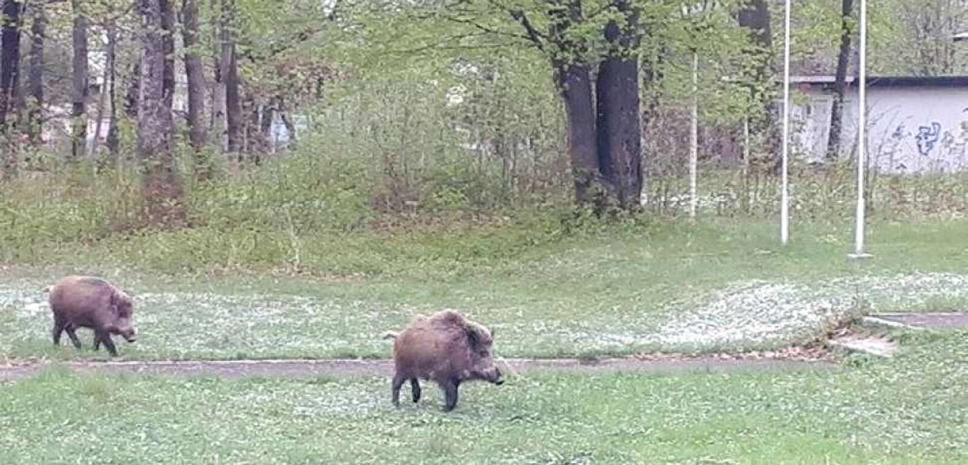 Porcii mistreţi s-au refugiat acum în parcul din centrul localităţii Breaza   FOTO AJVPS