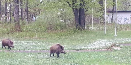 porci mistreţi breaza