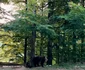 Ursoaică cu pui în zona Vidraru Foto Daciana Stoica Redmi Note 14Pro+ 5G