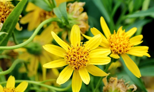 1 74658 original jpg jpeg