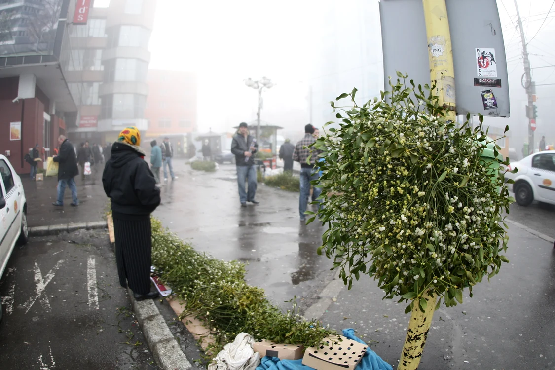 Vâscul nu trebuie să-ți lipsească din casă de Anul Nou