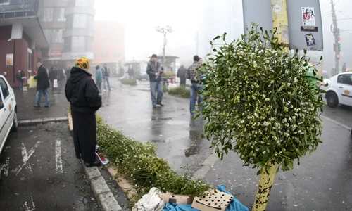 Vâscul nu trebuie să ți lipsească din casă de Anul Nou jpeg