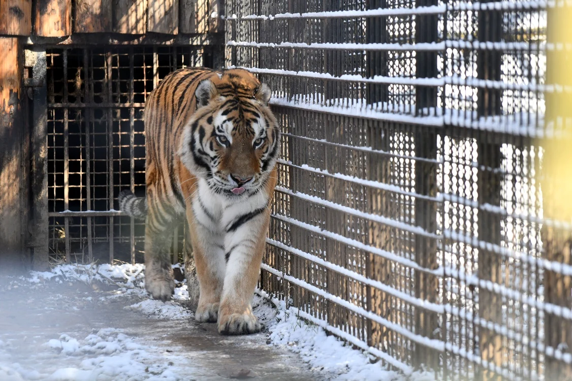 Tigru Zoo Băneasa