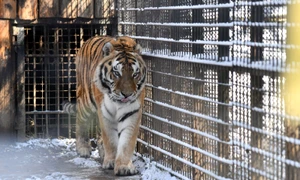 tigrul jpg