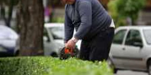 Sunt din ce în ce mai puţine flori