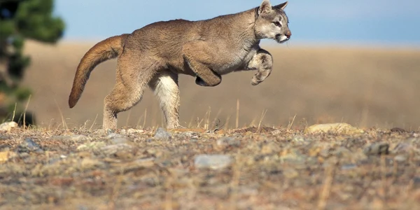 puma foto shutterstock