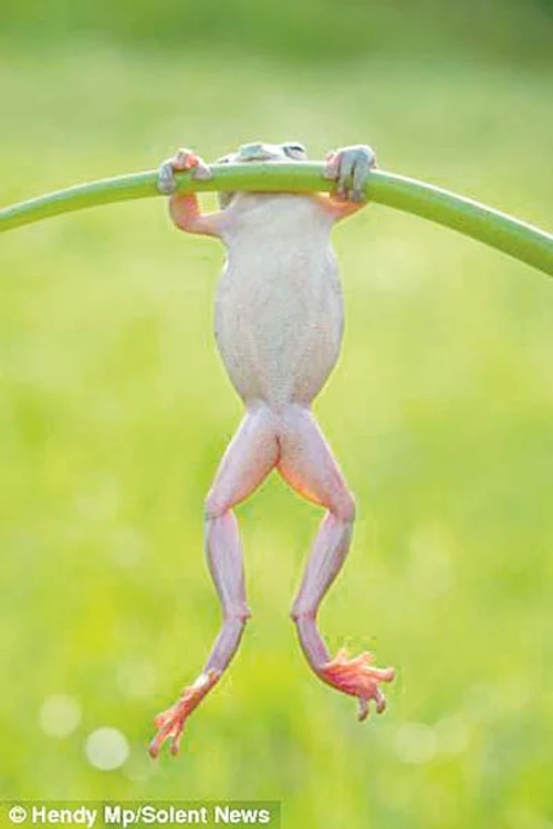 "Uite, mă pot ţine într-o lăbuţă!"