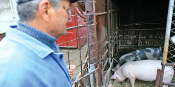 Pentru a nu fi amendaţi, crescătorii de porci preferă să-şi vândă animalele direct din cocină  