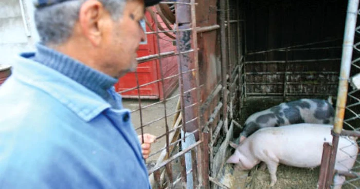 Pentru a nu fi amendaţi, crescătorii de porci preferă să-şi vândă animalele direct din cocină