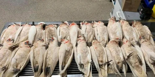 Papagali morti Australia FOTO Facebook