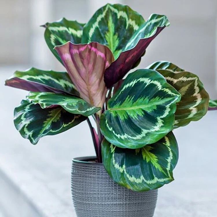 Calathea are atenție de puțină îngrijire Foto: Shutterstock