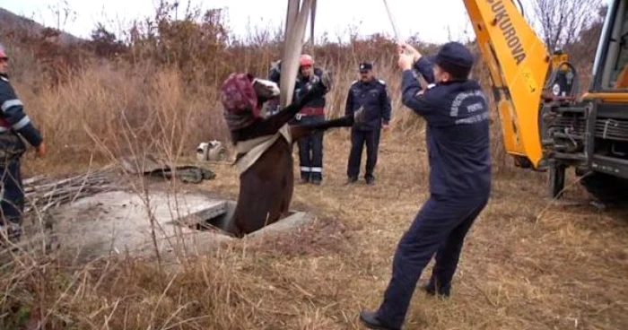 Calul a fost salvat de pompieri FOTO arhivă