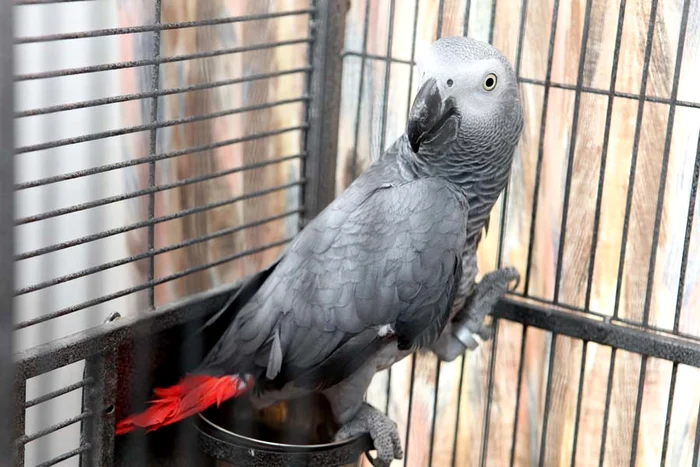 
    Coco a fost cumpărat  cu doar 400 de euro, deşi un astfel de  exemplar costă  peste 1.000 de euro  