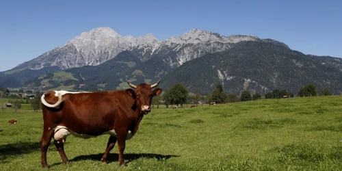 Pajiste vaca Austria FOTO AFP