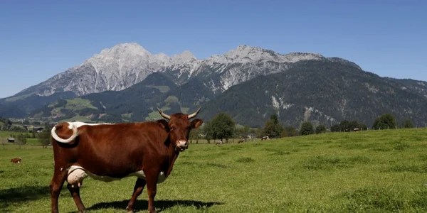 Pajiste vaca Austria FOTO AFP