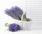 8 lavanda jpg jpeg