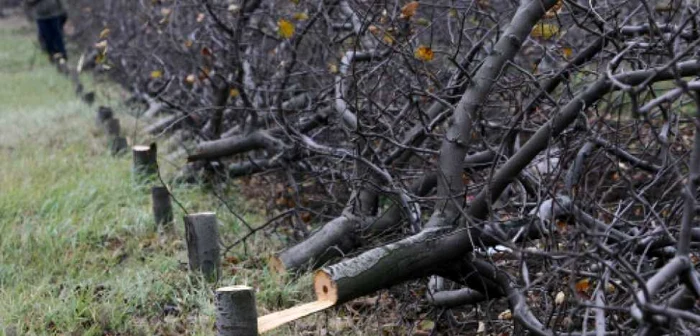 Pomii frunctiferi au fost făcuţi una cu pământul