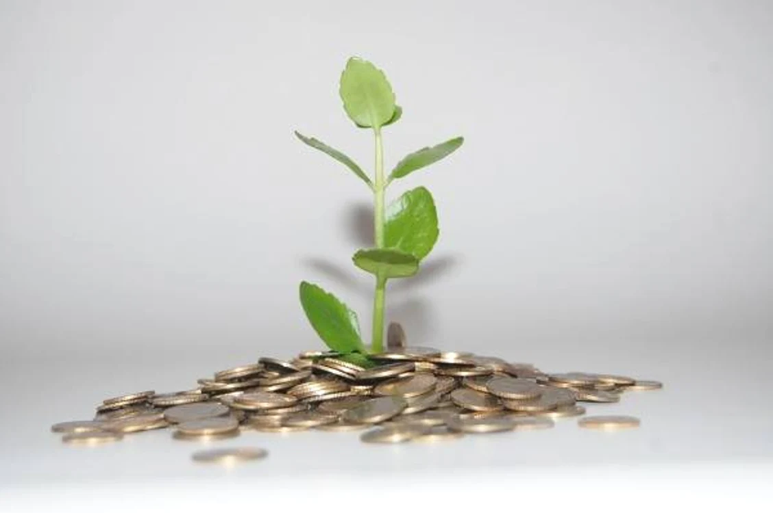Există o plantă despre care se spune că e ca un magnet pentru norocul la bani.www.clickpentrufemei.ro