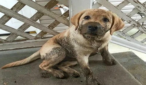 Sunt câini care adoră să se joace în apă sau noroi  jpeg