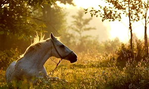 traducatoarea de vise jpeg