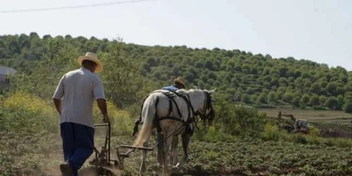 Valoarea producţiei vegetale în Dolj a crescut cu peste 15% anul trecut
