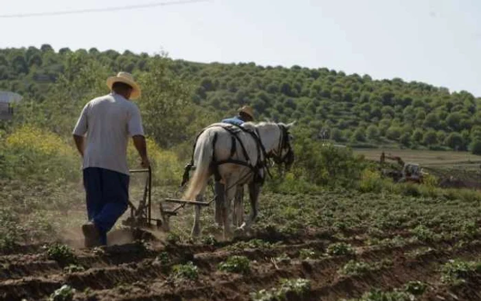 Valoarea producţiei vegetale în Dolj a crescut cu peste 15% anul trecut