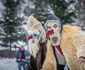 festivalul datinilor şi obiceiurilor de iarnă foto catalin urdoi 