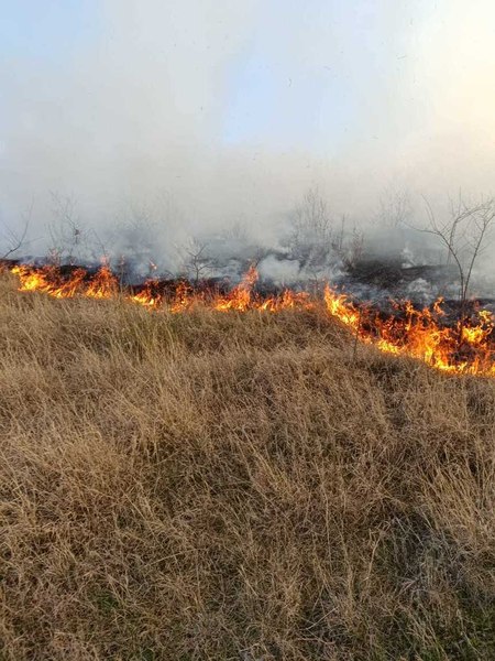 Peste 100 de hectare de vegetație uscată și plantație silvică au fost distruse de un incendiu la Vaslui. De la ce a pornit focul