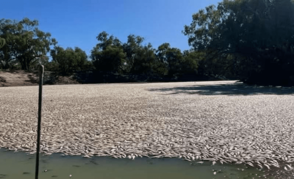Milioane de peşti morţi plutesc pe un fluviu din sud-estul Australiei: „Este cu adevărat oribil!“ VIDEO