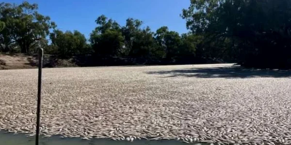 18 martie 2023 pesti morti raul Darling Australia FOTO Captura video abc net au jpg