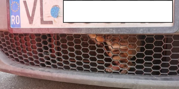 Pisicuţă salvată de pompieri din compartimentul blocului motor al unei maşini în Râmnicu Vâlcea Foto Adevărul