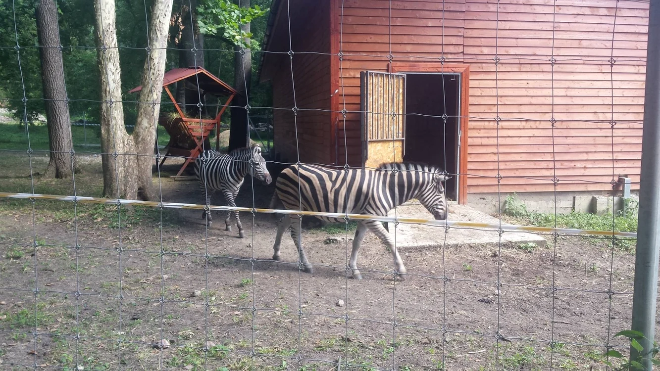 
    Shakira şi Opilion vor face deliciul copiilor veniţi în vizită la ZooFoto: "Adevărul"  