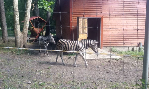 zebre jpeg