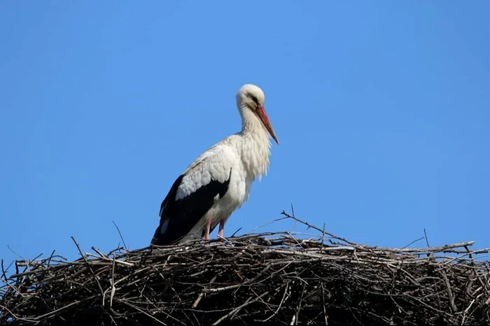 Barza care vestește primăvara în Covasna. Foto: Kelemen László