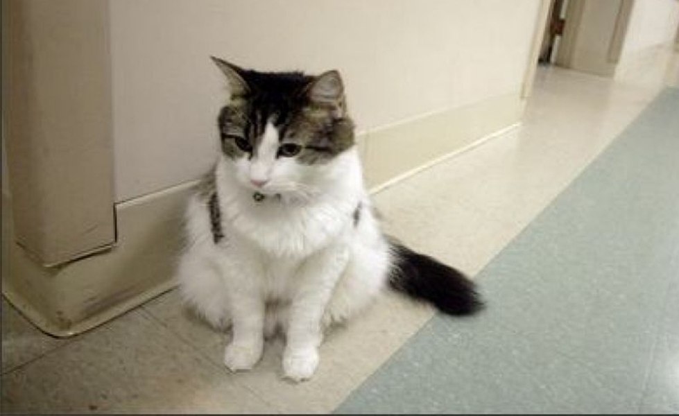 Regula cinei de 3 ore: medicii spun că această schimbare simplă ar putea îmbunătăți sănătatea inimii și longevitatea