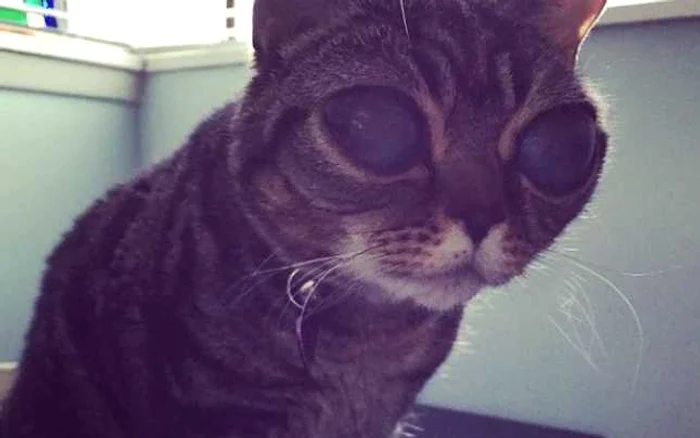 Matilda este o pisică diagnosticată încă de la naştere cu leucemie felină, maladie care îi oferă un aspect bizar din cauza ochilor extrem de mari. FOTO Instagram