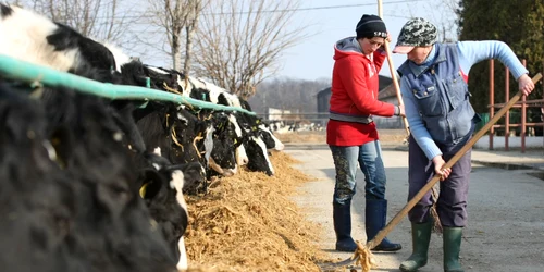 Proprietarii de animale şi de suprafeţe cultivate trebuie să-şi declare la Fisc deţinerile până cel mai târziu la data de 25 mai FOTO Adevărul
