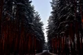 nature 3463957 1280 jpg