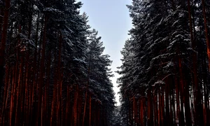 nature 3463957 1280 jpg