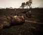 Incendiu în Cobargo New South Wales Australia FOTO EPA-EFE / Sean Davey