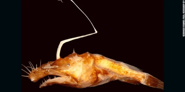 peste anglerfish descoperire