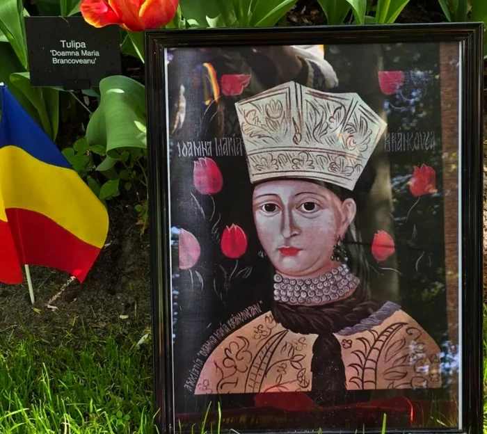 Laleaua românească Doamna Maria Brâncoveanu /  Foto: Asociația „Sfânta Doamnă Maria Brâncoveanu”