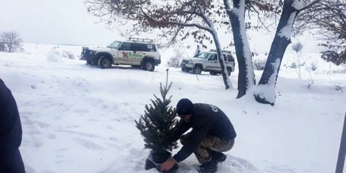 Salvarea brăduţilor de Crăciun FOTO Comunitatea Galaţi4x4