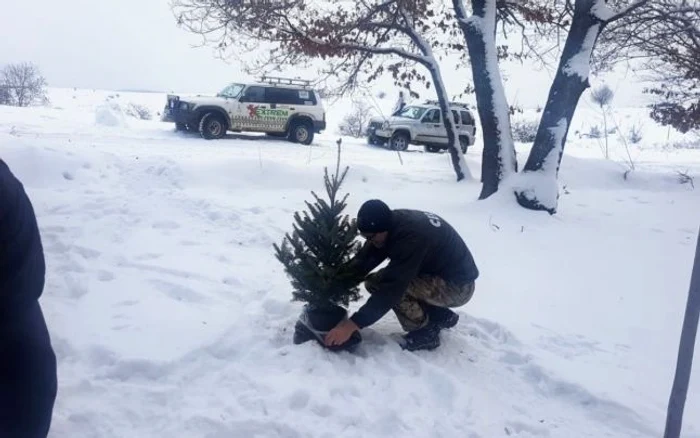 Salvarea brăduţilor de Crăciun FOTO Comunitatea Galaţi4x4