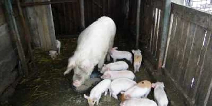 Fermă de semisubzistenţă